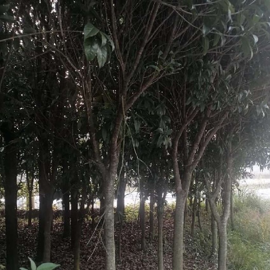 兴仁市桂花树