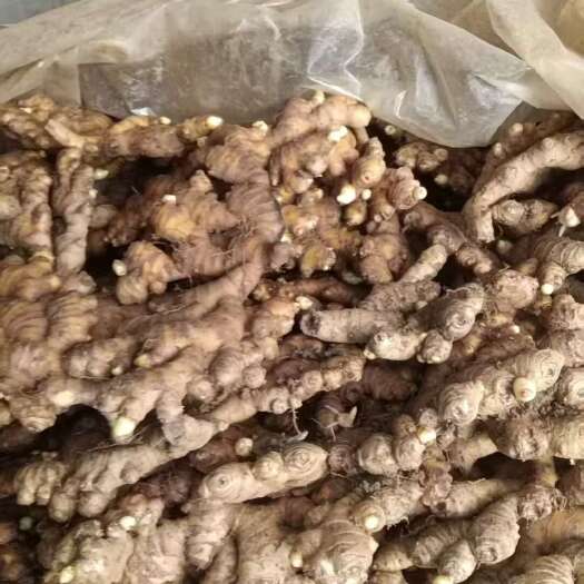 镇宁县镇宁二黄姜，窖藏生姜，货质好，农户种植。