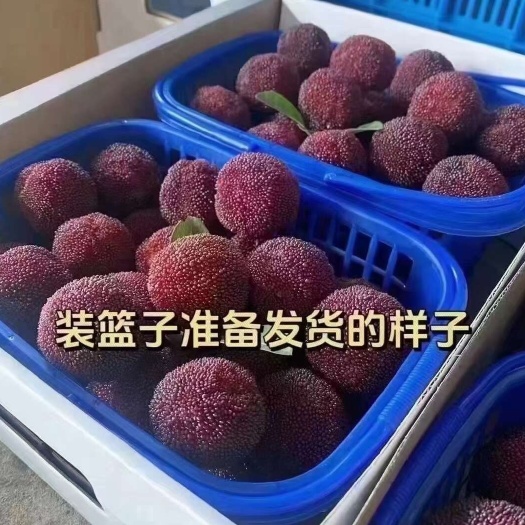 仙居县浙江仙居东魁特大杨梅自然熟现摘现发新鲜水果礼盒装