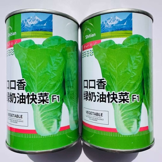 奶油快菜种子耐热耐湿大田基地用种