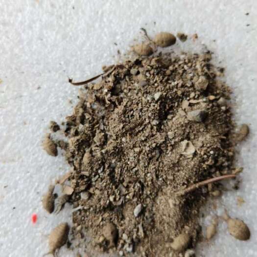务川县地牯牛金沙牛