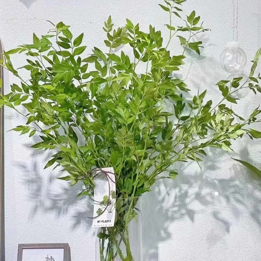 昆明九星叶草花袋苗 可用于园林工程绿化花束盆栽 全国各地都可发货
