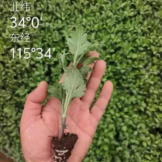 亳州金丝皇菊扦插苗
