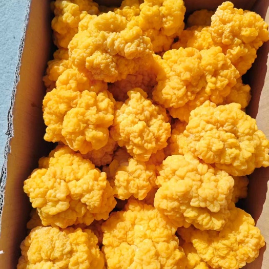 德州山东德州新鲜金耳批发 高品质食用菌基地直供