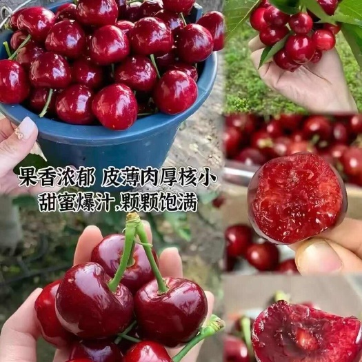 河南大樱桃基地直发 各种品种都有