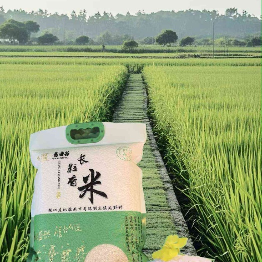 农家未抛光长粒香米