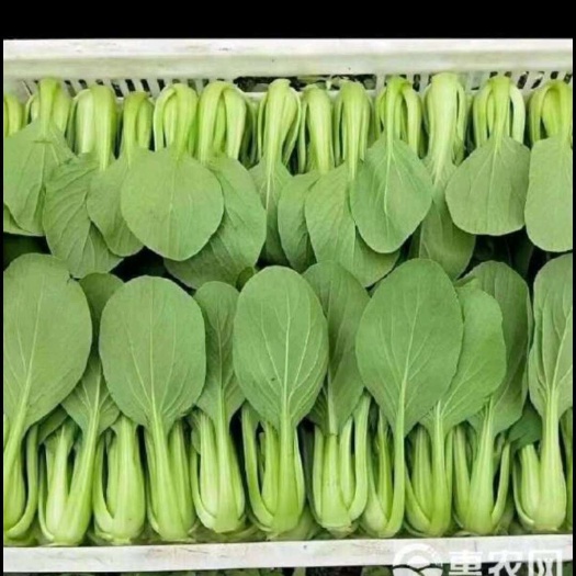南通上海青 小油菜，小青菜小白菜产地直销货源充足常年供货断货