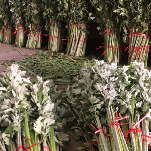 新鲜艾草批发