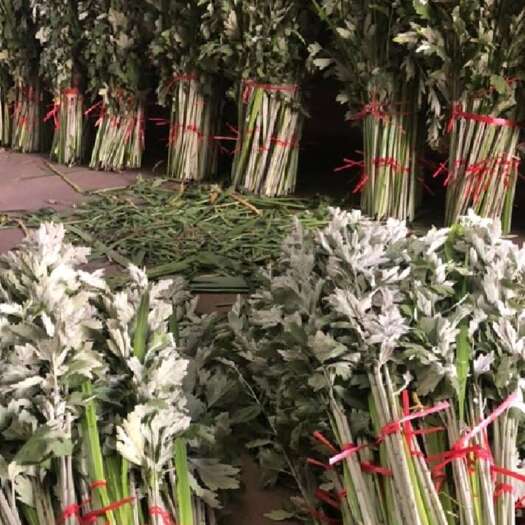 合肥新鲜艾草批发