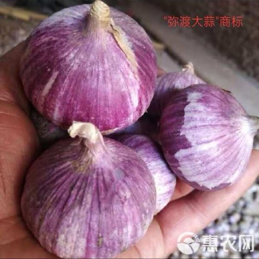 长沙洋葱