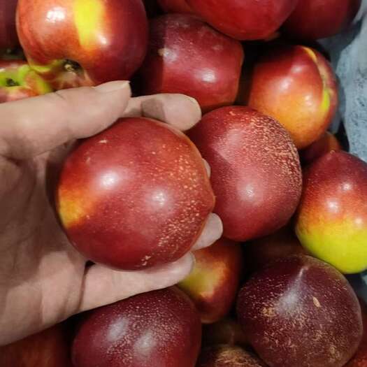宜城市湖北襄阳油桃/毛桃大量有货口感脆甜可口一手货源充足