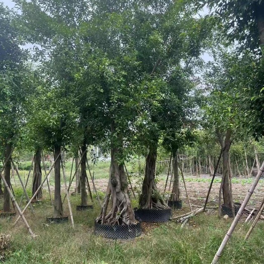 红皮榕，大量供应，苗木基地直发