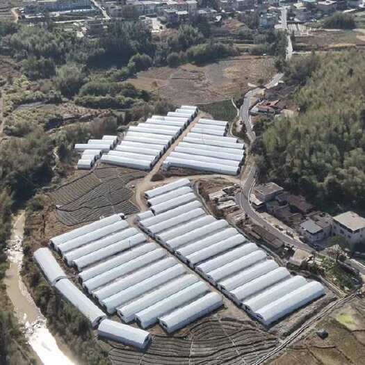 华安县新鲜红托竹荪批发