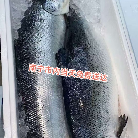 冰鲜挪威三文鱼批发 整条10到16斤左右
