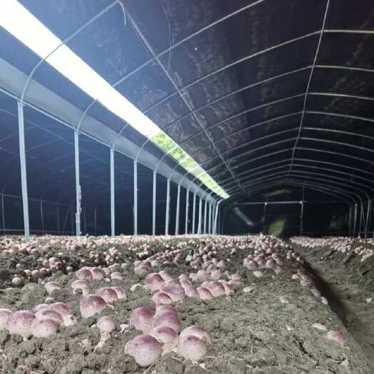 华安县种植基地新鲜红托竹荪批发