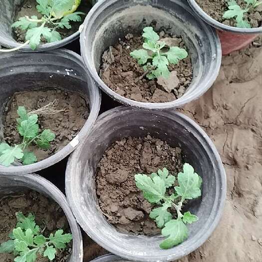 通许县国庆菊订购：红黄紫粉30000盆