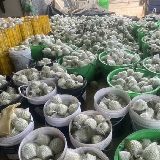 廉江市大量红心芭乐珍珠番石榴奶油芭乐实力代办支持一键代发