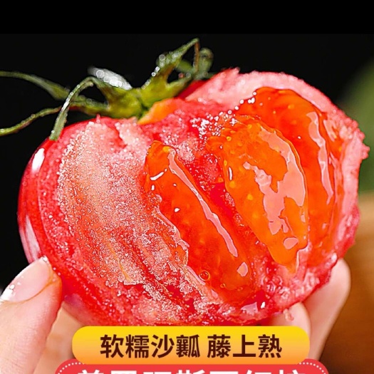 山东 济阳 普罗旺斯西红柿沙瓤番茄水果蔬菜电话