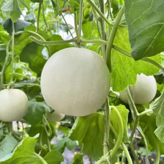 莘县玉菇
