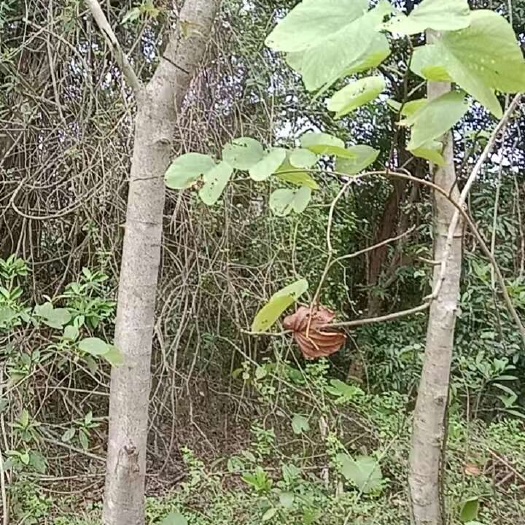 供红花羊蹄甲