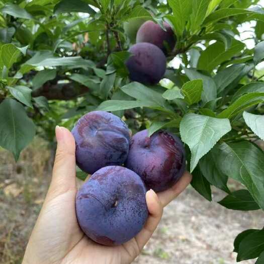 随县玫瑰蜜李子，香甜，汁水多。