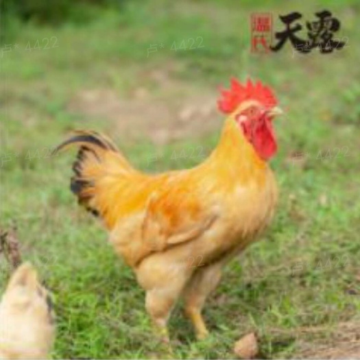 湖南浏阳新鲜散养土鸡现发货