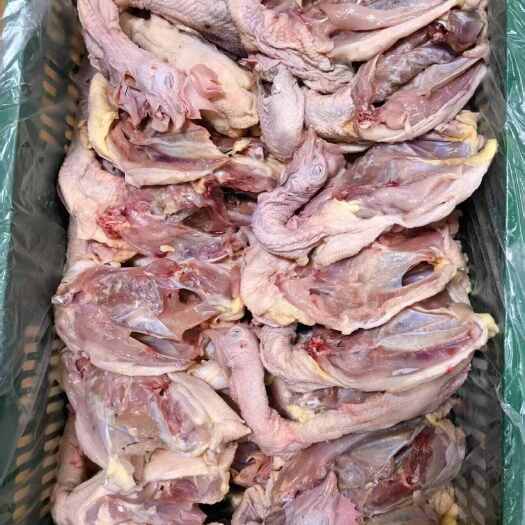 广州清远鸡育种鸡330天鸡壳，带头脖子