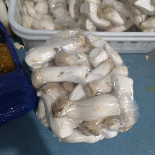 中牟县新鲜杏鲍菇，货非常新鲜，质量好干度不错