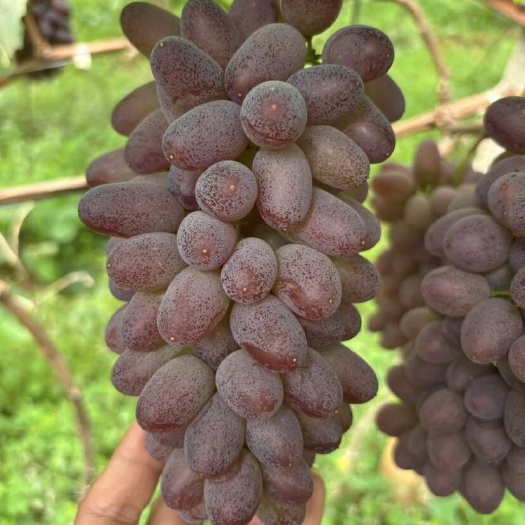 云南弥勒高原茉莉香葡萄