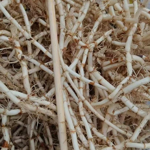 柳州鱼腥草