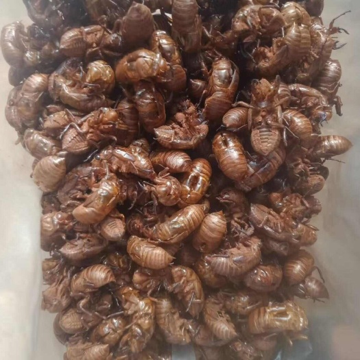 河口县越南知了猴皮