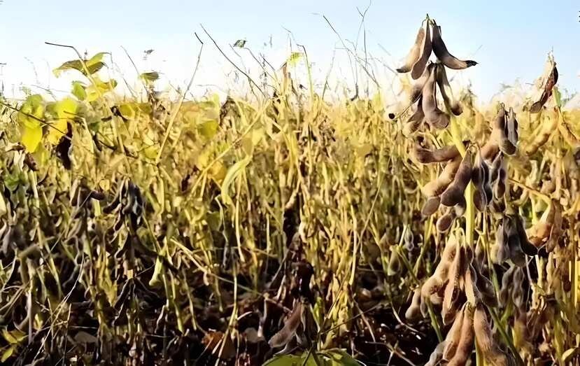 黑河俄罗斯非转基因高蛋白大豆，蛋白含量47%，欢迎咨询