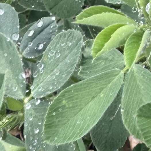 龙江县龙江县优质苜蓿草干草 预售供应