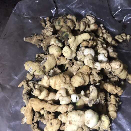 遵义贵深山黄精老新挖