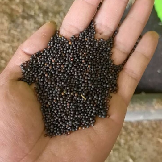 射洪市油菜籽出售