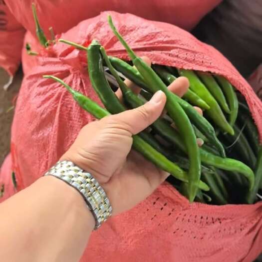 雷州市3号硬皮椒，精品货，工厂货，电商大量有货