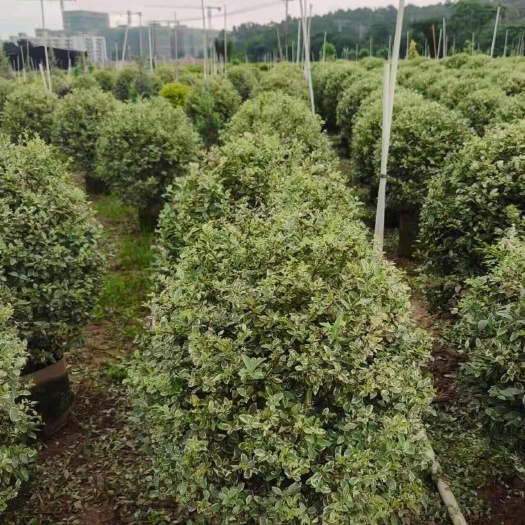 郴州花叶女贞球 60-200cm冠幅 银姬小蜡球出售