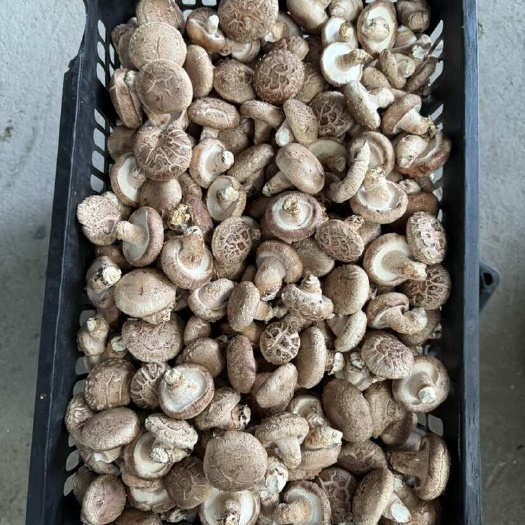 中牟县白加花香菇，包装，性价比高