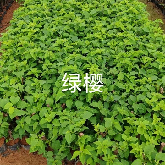 漳州绿樱三角梅小袋苗