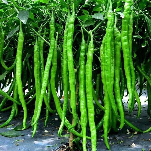 眉山大量出辣椒二荆条