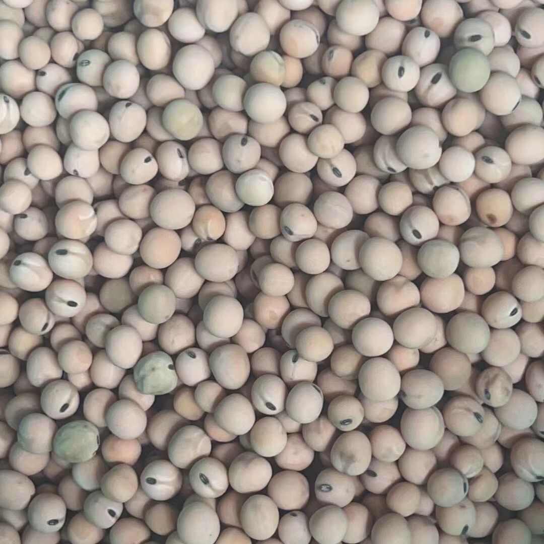 云南本地豌豆可吃豌豆尖朱砂红新货白豌豆种～子