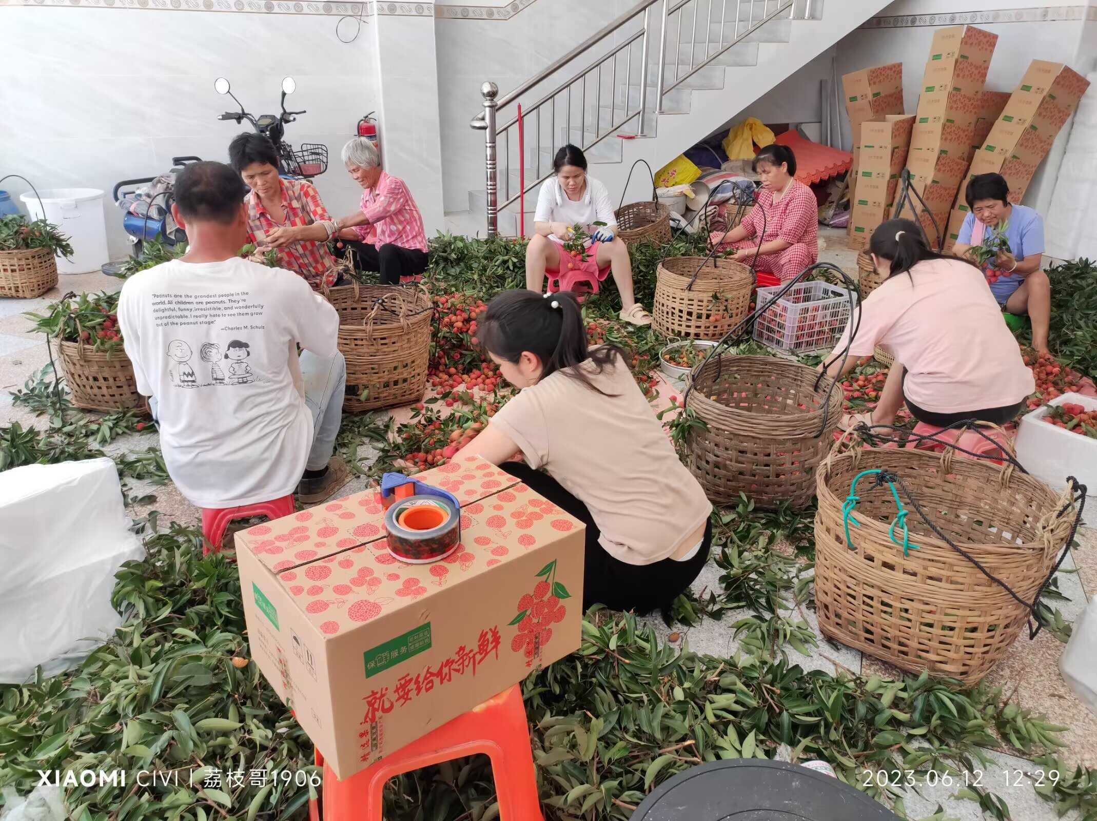 一件代发，高州荔枝，荔枝园直发，自产自销果园直达一手货源