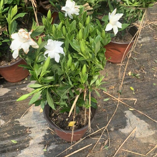 昌黎县栀子花