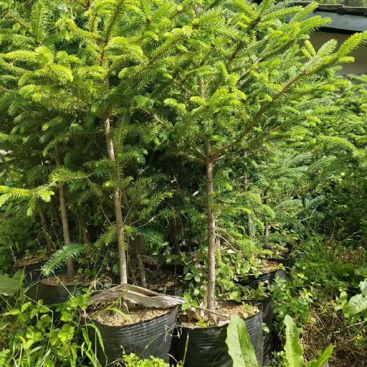 香格里拉来自云南迪庆高原品质云杉￼