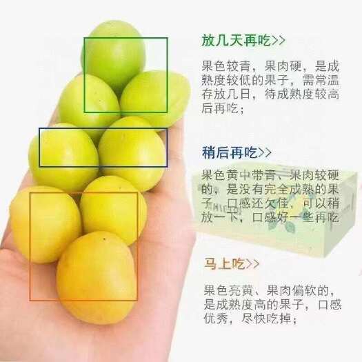 托克逊县新疆第一春小白杏