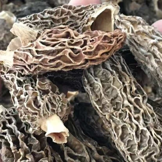 3-5公分菌帽巴基斯坦野生干羊肚菌 光帽