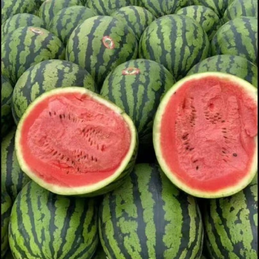 蒲城县陕西大棚甜王西瓜，有籽无籽甜王都有，质量三包，支持售后服务