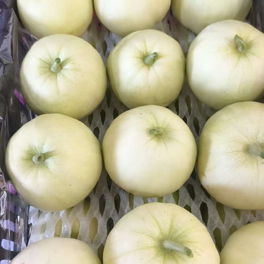 广西平南甜瓜，香瓜大量上市中