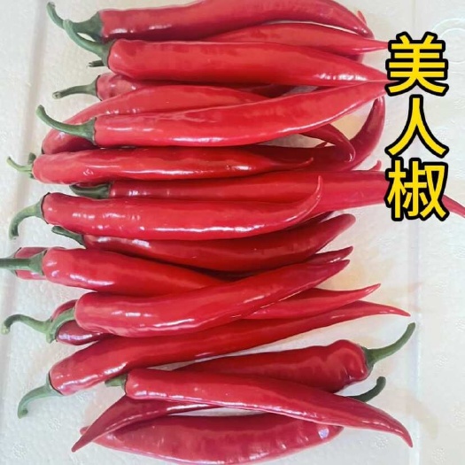青州市辣椒   美人椒