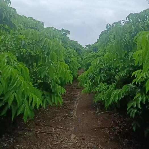 恭城县黄皮果大树